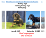 Small #1 Bloodhound-Catahoula Leopard Dog Mix