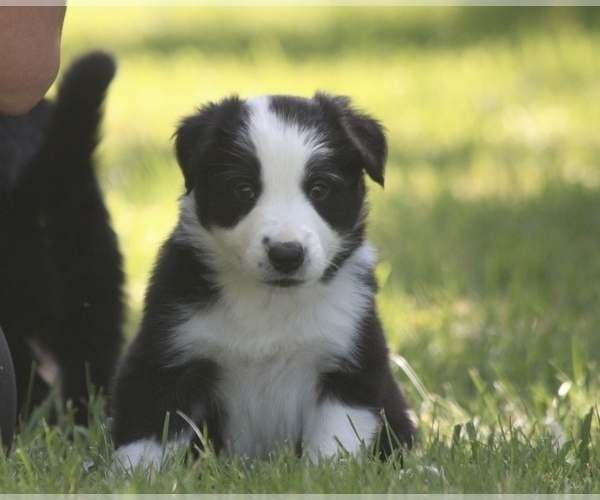 Medium Photo #5 Border Collie Puppy For Sale in BERRIEN SPRINGS, MI, USA