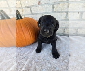 Labradoodle Puppy for sale in WILLIAMSTOWN, KY, USA