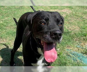 Labrador Retriever-Unknown Mix Dogs for adoption in Temple, TX, USA