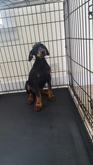 Doberman Pinscher Puppy for sale in MAPLE HEIGHTS, OH, USA