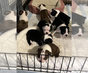 Boston Terrier Puppy for sale in NICHOLASVILLE, KY, USA