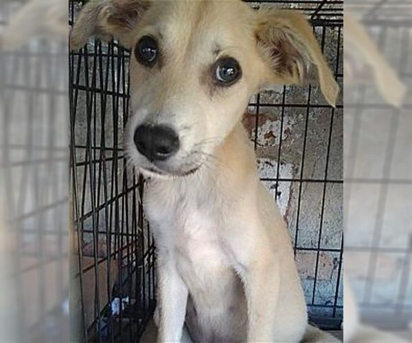 Medium Photo #2 Retriever -Unknown Mix Puppy For Sale in Dana Point, CA, USA