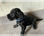 Small Photo #4 Portuguese Water Dog Puppy For Sale in LAKEVIEW, MI, USA