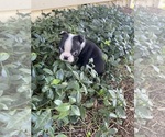 Small #9 Boston Terrier