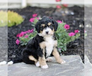 Bernedoodle (Miniature) Puppy for sale in GORDONVILLE, PA, USA