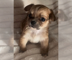 Small #4 Chihuahua