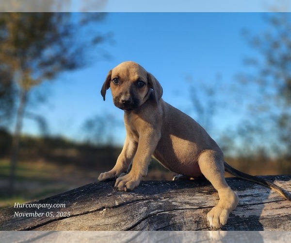 Medium Photo #5 Catahoula Leopard Dog Puppy For Sale in CUMBY, TX, USA