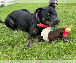 Biscuit - Female American Pit Bull Terrier-American Staffordshire Terrier Mix Dog for Adoption