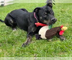 Biscuit - Female American Pit Bull Terrier-American Staffordshire Terrier Mix Dog for Adoption - Small photo