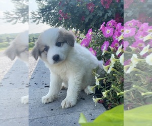 Great Pyrenees Puppy for sale in CANOGA, NY, USA