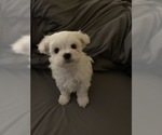 Small Photo #1 Maltese Puppy For Sale in LEXINGTON, KY, USA
