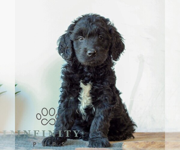 Medium Photo #1 Goldendoodle (Miniature) Puppy For Sale in LITITZ, PA, USA