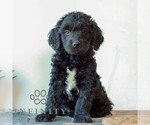 Small Goldendoodle (Miniature)