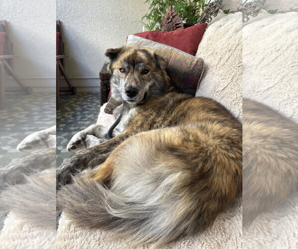 Medium Photo #1 Akita-Australian Shepherd Mix Puppy For Sale in Lake Elsinore, CA, USA