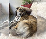 Small Akita-Australian Shepherd Mix