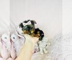 Small Photo #9 Yorkshire Terrier Puppy For Sale in PEMBROKE PINES, FL, USA
