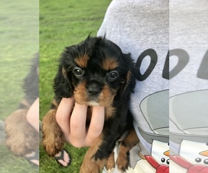 Cavalier King Charles Spaniel Puppy for sale in SPRING HOPE, NC, USA