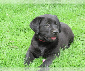 Labrador Retriever Puppy for sale in LOUDONVILLE, OH, USA