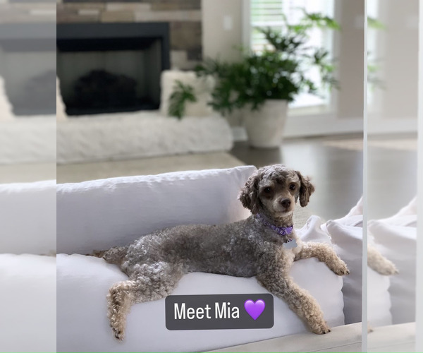 Medium Photo #1 Poodle (Toy) Puppy For Sale in EASLEY, SC, USA