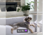 Small Photo #1 Poodle (Toy) Puppy For Sale in EASLEY, SC, USA