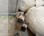 Small Photo #1 French Bulldog Puppy For Sale in CLARKSVILLE, TN, USA
