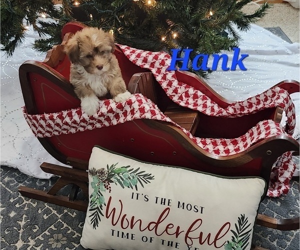 Medium Photo #3 Havanese Puppy For Sale in ALBION, PA, USA