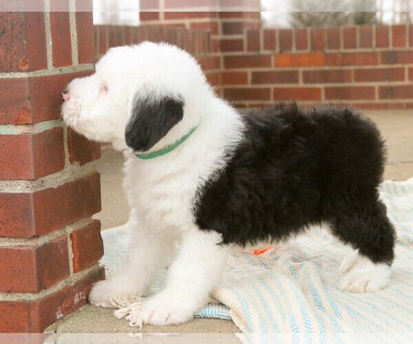Medium Photo #6 Old English Sheepdog Puppy For Sale in GOSHEN, IN, USA