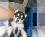Small Photo #2 Siberian Husky Puppy For Sale in LEHIGH ACRES, FL, USA