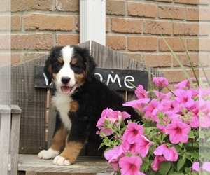 Bernese Mountain Dog Puppy for sale in WARSAW, OH, USA