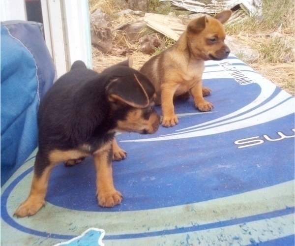 Medium Photo #4 Chihuahua Puppy For Sale in NANAKULI, HI, USA