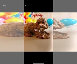 Father of the Double Doodle puppies born on 06/19/2026