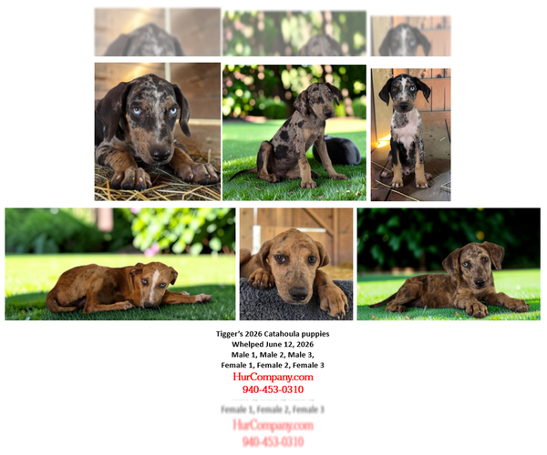 Medium Photo #1 Catahoula Leopard Dog Puppy For Sale in CUMBY, TX, USA