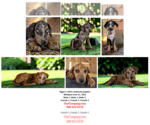 Catahoula Leopard Dog Puppy for sale in CUMBY, TX, USA