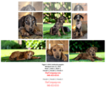 Small Catahoula Leopard Dog