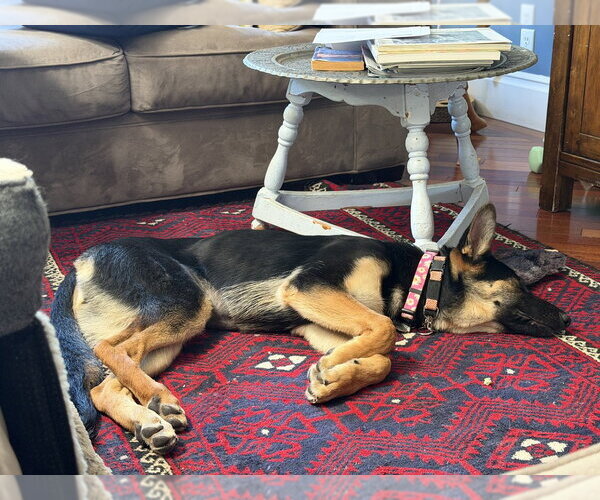 Medium Photo #5 German Shepherd Dog Puppy For Sale in Cupertino, CA, USA