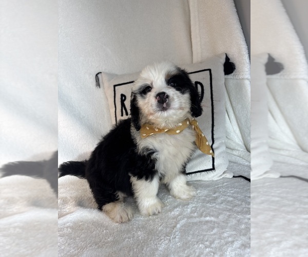Medium Photo #4 Bernedoodle Puppy For Sale in GREENFIELD, IN, USA