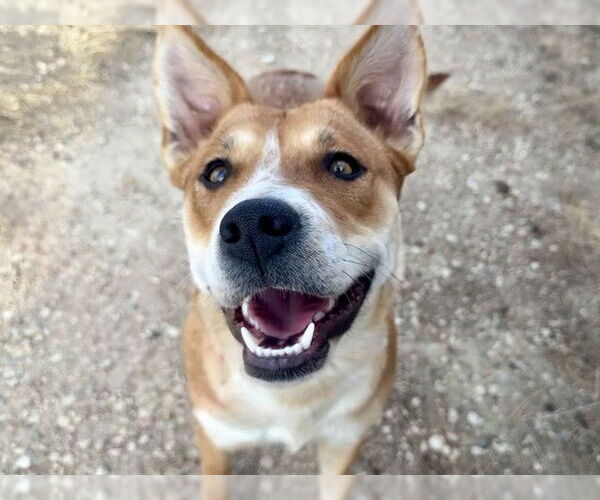 Medium Photo #1 Mutt Puppy For Sale in Pueblo, CO, USA