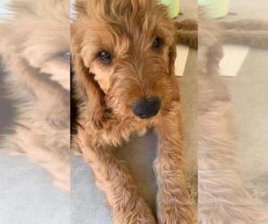 Golden Retriever-Goldendoodle Mix Puppy for sale in CHANDLER, AZ, USA