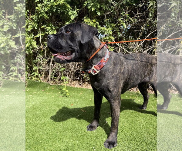 Medium Photo #4 Mutt Puppy For Sale in Goodyear, AZ, USA