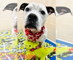 Steelix - Male American Pit Bull Terrier-Unknown Mix Dog for Adoption - Photo #5