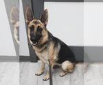 Small #2 German Shepherd Dog