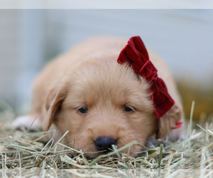 Golden Retriever Puppy for sale in LIBERTY, KY, USA