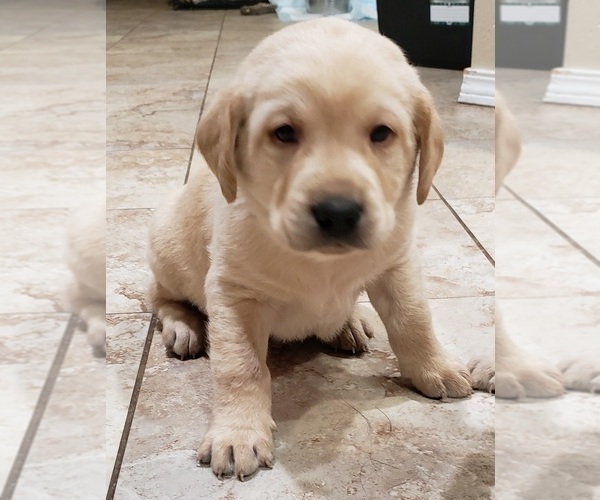 Medium Photo #129 Labrador Retriever Puppy For Sale in OLYMPIA, WA, USA