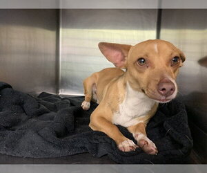 Chihuahua-Unknown Mix Dogs for adoption in Grand Prairie, TX, USA