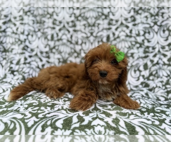 Medium Photo #5 Cavapoo (Miniature) Puppy For Sale in LAKELAND, FL, USA