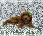 Small #4 Cavapoo (Miniature)
