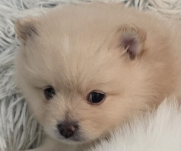 Medium Photo #4 Pomeranian Puppy For Sale in MENIFEE, CA, USA