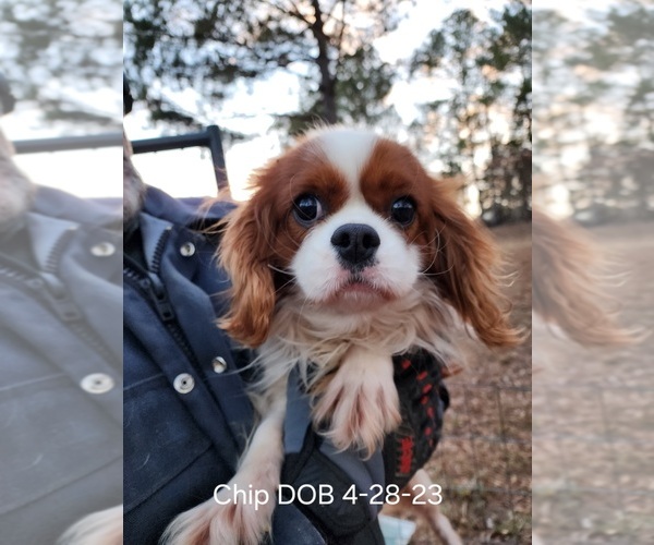 Medium Photo #1 Cavalier King Charles Spaniel Puppy For Sale in HAMILTON, AL, USA