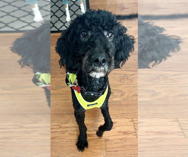 Medium Photo #8 Labrador Retriever-Unknown Mix Puppy For Sale in Mundelein, IL, USA
